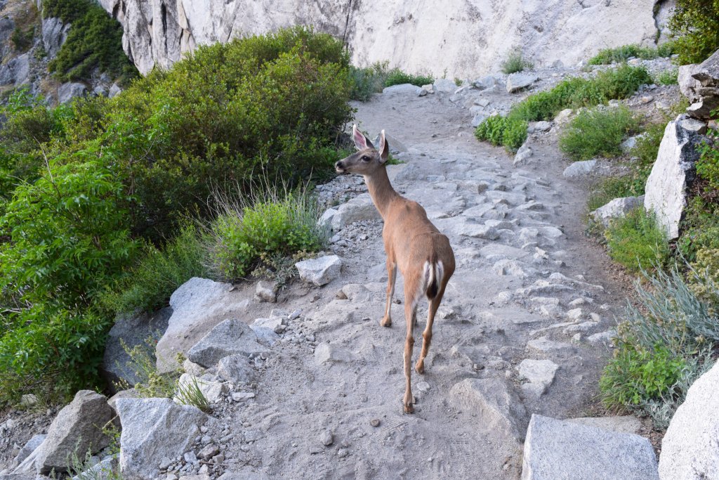 a deer on a trail