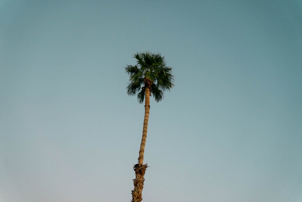 a picture of a palm tree