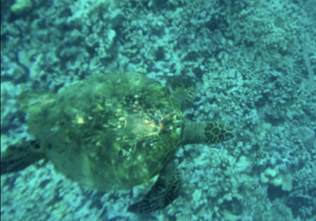 sea turtle in the ocean