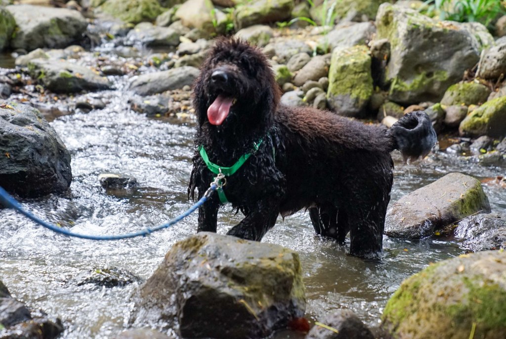 dog in the water