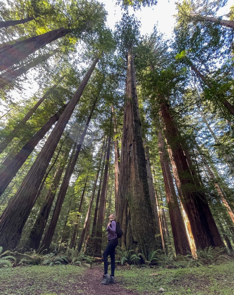 a women standing in a forrest of tall Redwood tress
