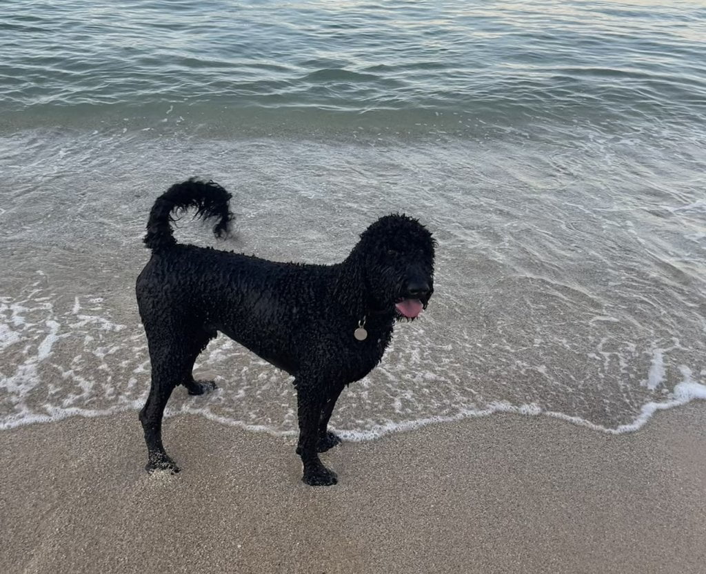 a dog standing on the beach in Hawaii