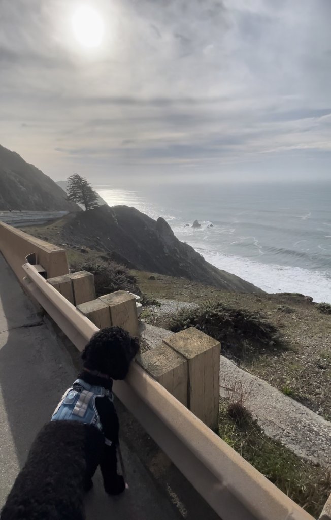 a dog looking over a guard rail to the ocean in Pacifica