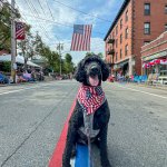 a dog wearing a flag bandana standing in front of the American flag