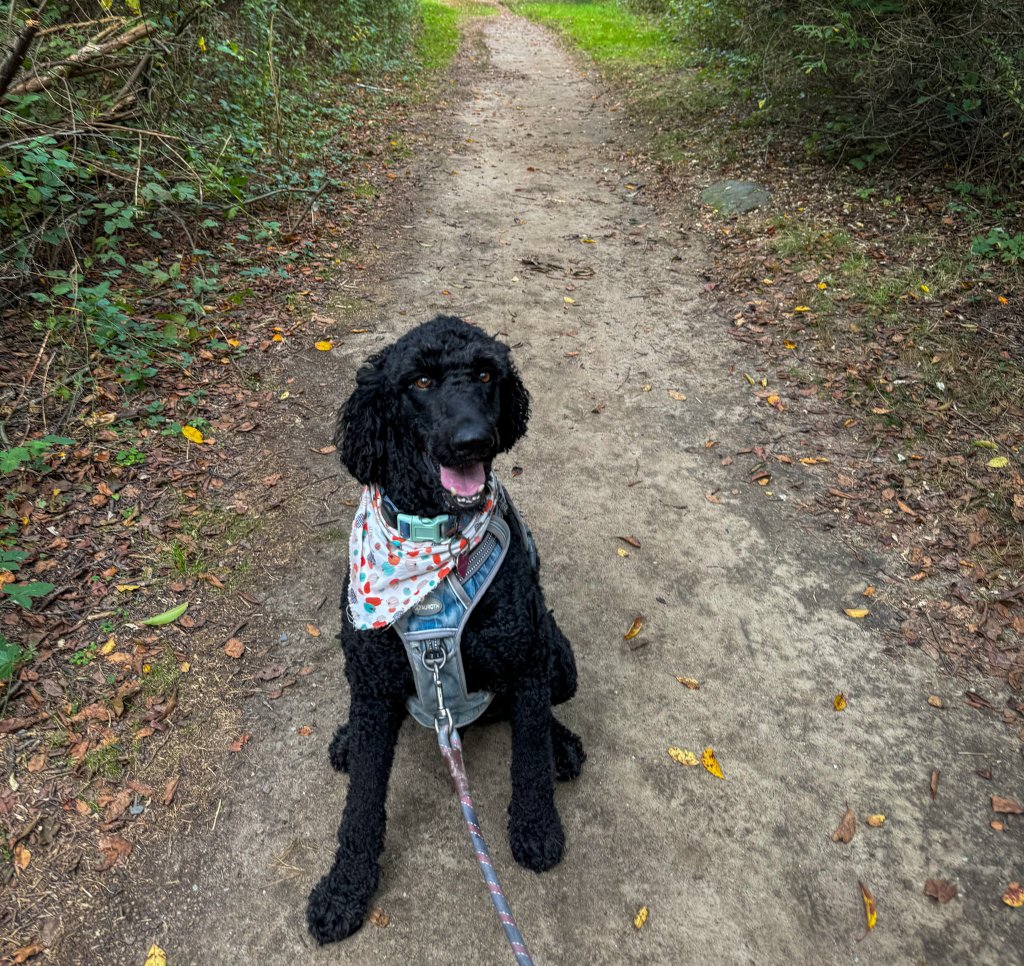 a dog on a trail