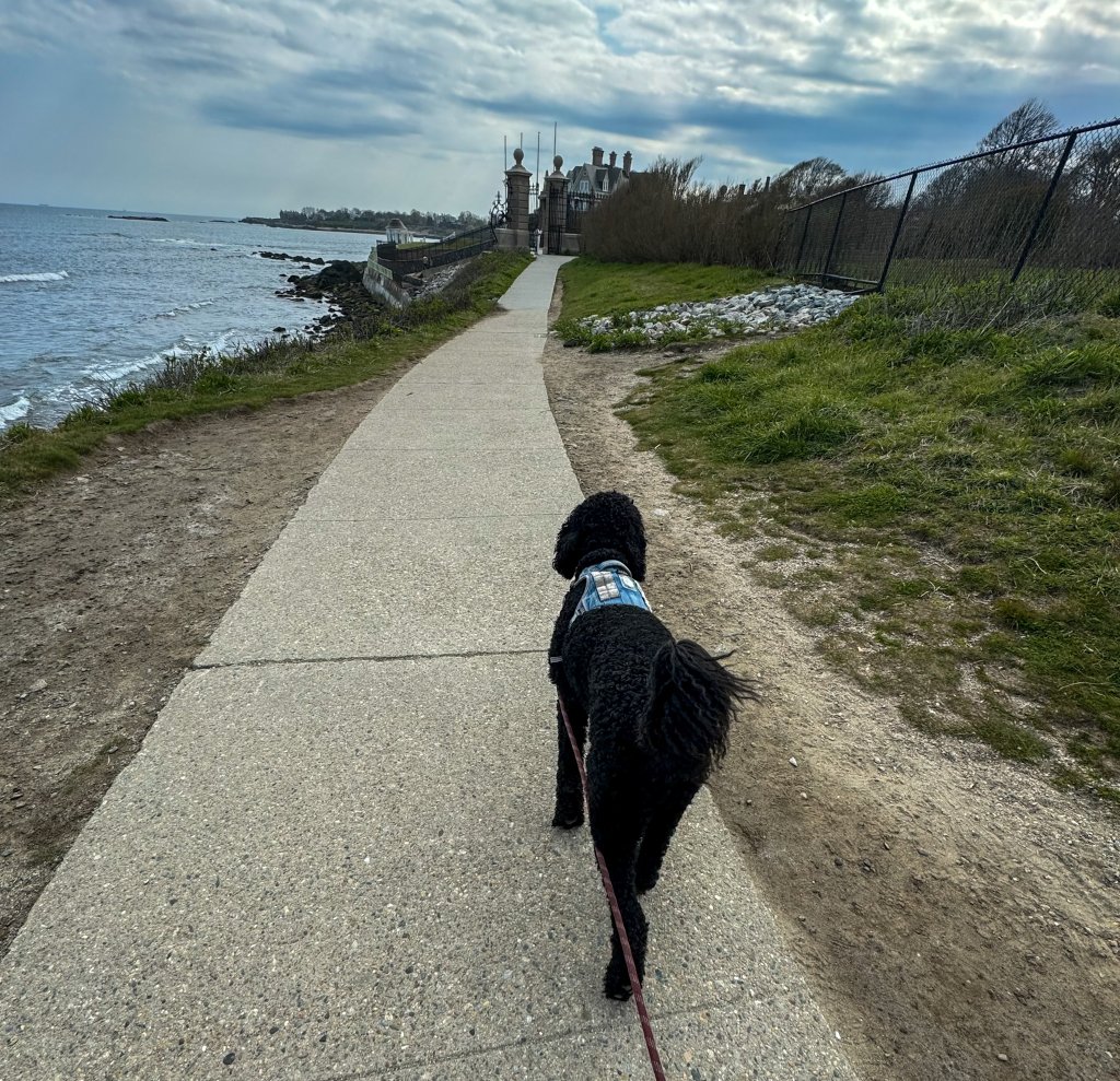 a black dog walking down the cliff walk trail in newport RI