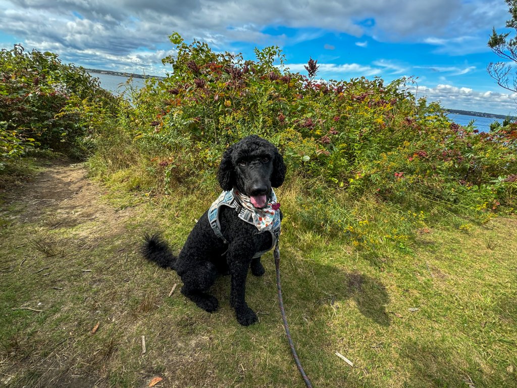 a dog standing on Fort Adams Bay 