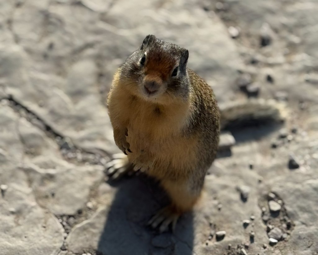 a Columbian ground squirrel