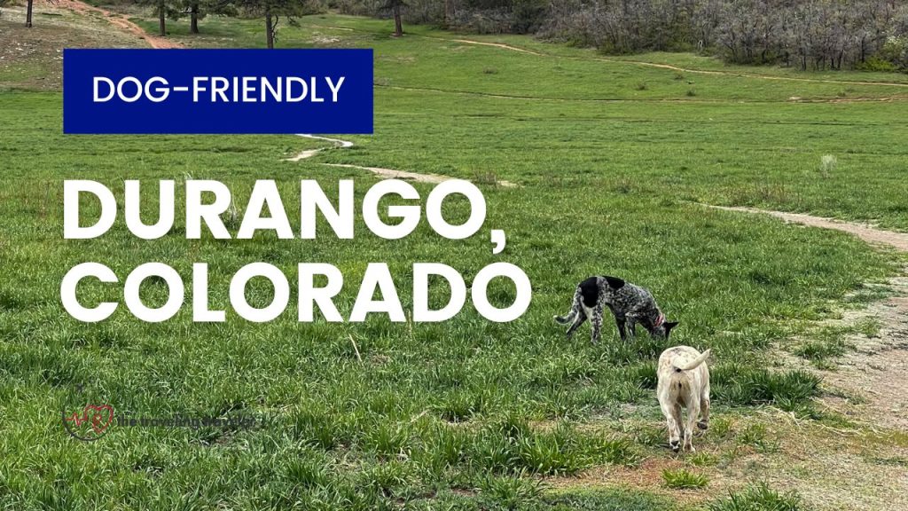 pictures of dog running on a trail with the words "dog friendly Durango Colorado" written over grass