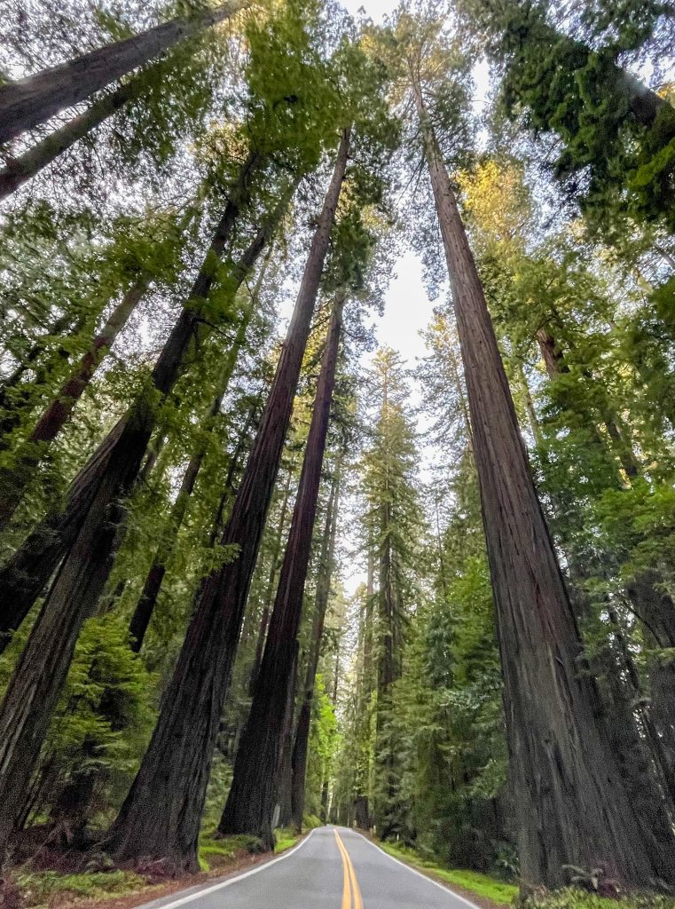 large trees next to a road