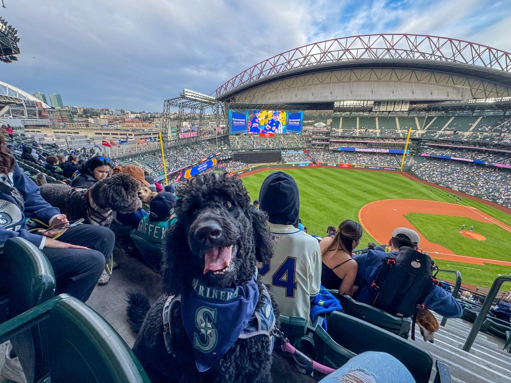 a dog at T-Mobile park