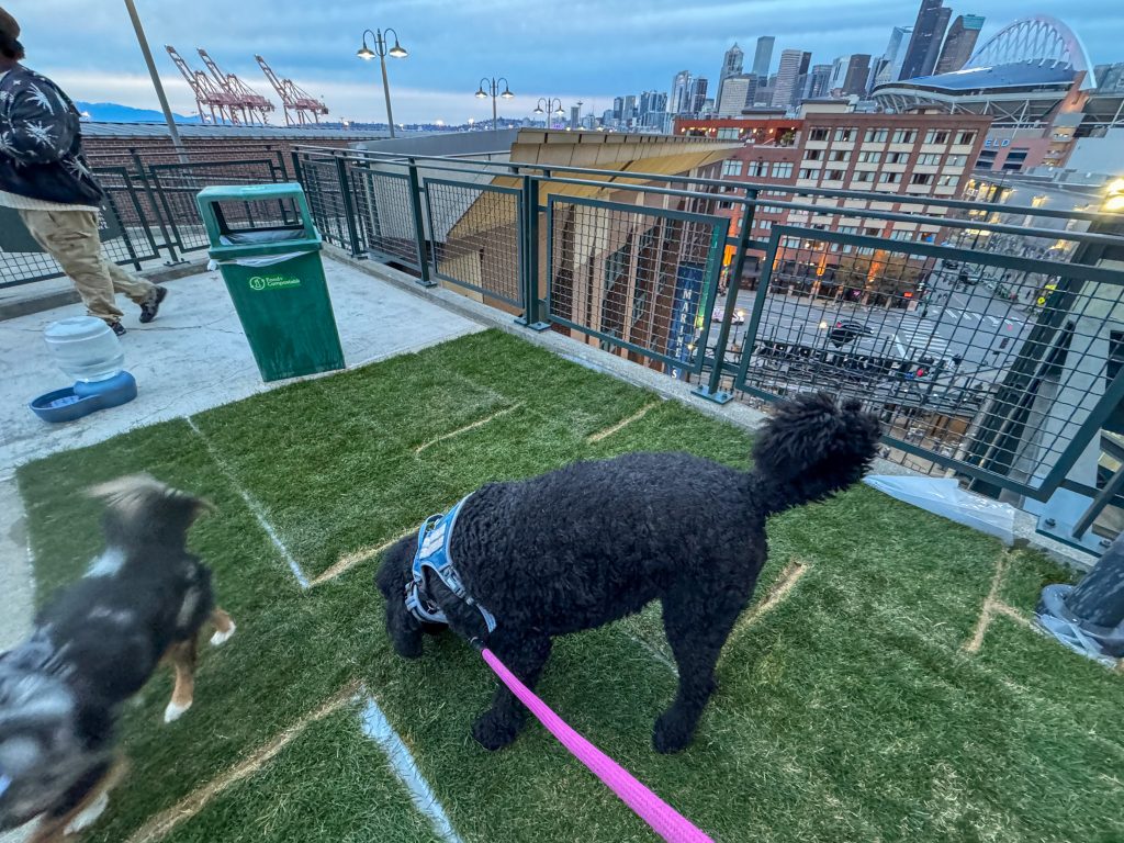 a dog on a pee pad