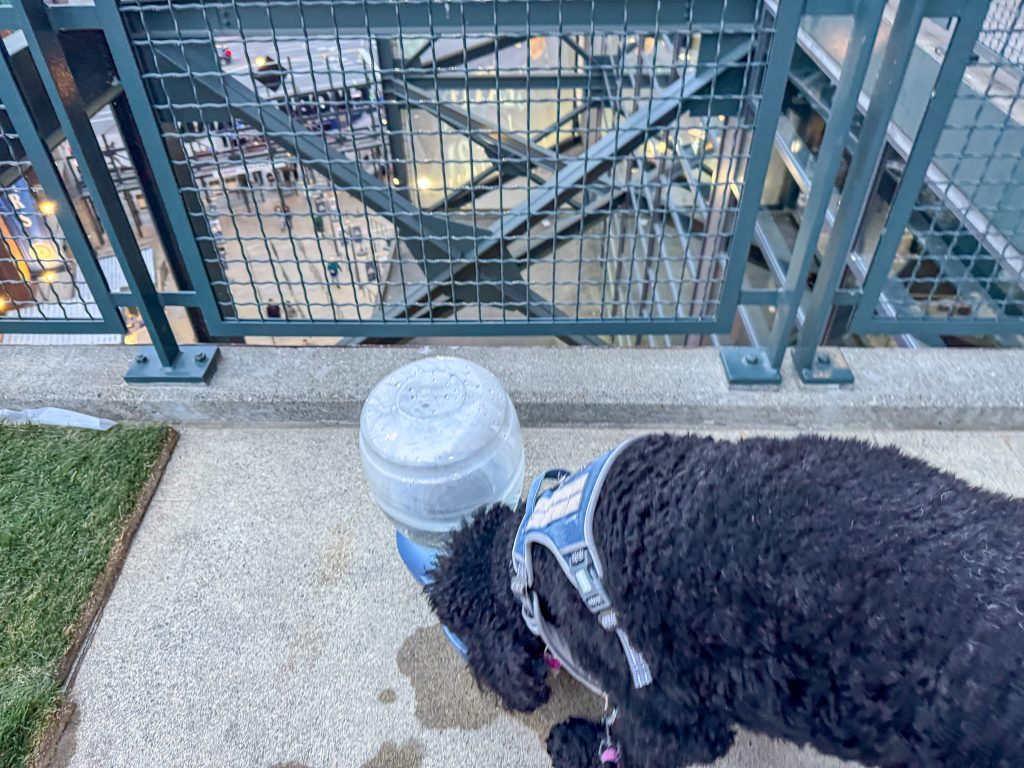 a dog drinking water