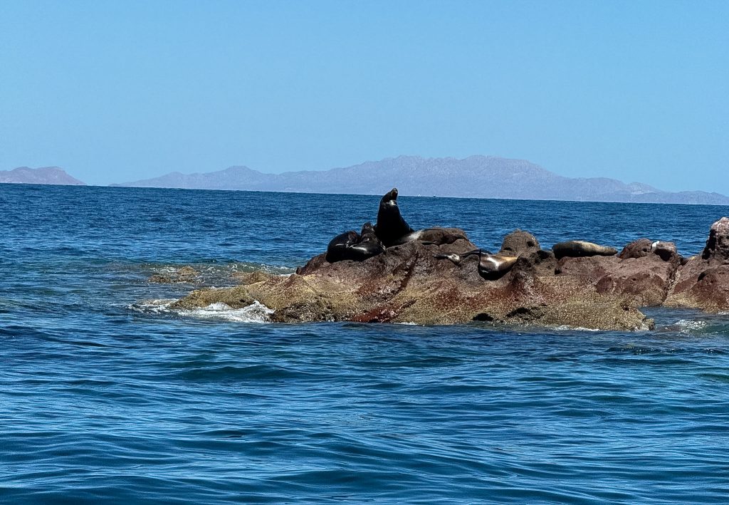 sea lion colony